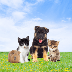 SafeTrac Solutions | Pet Tracker